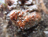  (Pyura microcosmus - NIB_CCM_0763)  @11 [ ] BY-NC (2021) Bernard Picton Queens University Belfast