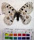  (Parnassius apollo democratus - EC-024)  @14 [ ] Unspecified (default): All Rights Reserved  Unspecified Unspecified