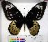  (Ornithoptera goliath - EC-086)  @14 [ ] Unspecified (default): All Rights Reserved  Unspecified Unspecified