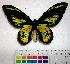  (Ornithoptera rothschildi - EC-094)  @14 [ ] Unspecified (default): All Rights Reserved  Unspecified Unspecified