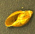  (Physella integra - BIOUG13948-B09)  @11 [ ] CreativeCommons - Attribution (2014) Kara Layton Centre for Biodiversity Genomics