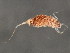  (Ianiropsis serricaudis - 10BIOBC-00947)  @13 [ ] CreativeCommons - Attribution (2011) CBG Photography Group Centre for Biodiversity Genomics