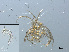  (Hydrodroma pilosa - RMNH.ACA.383)  @11 [ ] CreativeCommons - Attribution Non-Commercial Share-Alike (2015) Unspecified Naturalis Biodiversity Center