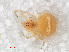  (Paidiscura pallens - RMNH.ARA.12515)  @13 [ ] CreativeCommons - Attribution Non-Commercial Share-Alike (2012) Unspecified Naturalis, Biodiversity Centre