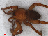  ( - RMNH.ARA.14389)  @12 [ ] CreativeCommons - Attribution Non-Commercial Share-Alike (2012) Unspecified Naturalis, Biodiversity Centre