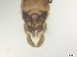  ( - RMNH.5091569)  @11 [ ] CreativeCommons - Attribution Non-Commercial Share-Alike (2018) Unspecified Naturalis Biodiversity Center