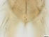  ( - RMNH.5091692)  @11 [ ] CreativeCommons - Attribution Non-Commercial Share-Alike (2018) Unspecified Naturalis Biodiversity Center