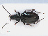  (Bembidion aeneum - RMNH.INS.535639)  @13 [ ] CreativeCommons - Attribution Non-Commercial Share-Alike (2013) Unspecified Naturalis Biodiversity Center