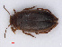  (Hydroporus angustatus - RMNH.INS.535661)  @14 [ ] CreativeCommons - Attribution Non-Commercial Share-Alike (2013) Unspecified Naturalis Biodiversity Center