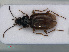  (Bembidion iricolor - RMNH.INS.535679)  @13 [ ] CreativeCommons - Attribution Non-Commercial Share-Alike (2012) Unspecified Naturalis, Biodiversity Centre