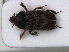  (Heterocerus obsoletus - RMNH.INS.535696)  @13 [ ] CreativeCommons - Attribution Non-Commercial Share-Alike (2012) Unspecified Naturalis, Biodiversity Centre