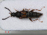  (Oxypoda longipes - RMNH.INS.535722)  @13 [ ] CreativeCommons - Attribution Non-Commercial Share-Alike (2012) Unspecified Naturalis, Biodiversity Centre