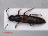  (Quedius longicornis - RMNH.INS.535754)  @14 [ ] CreativeCommons - Attribution Non-Commercial Share-Alike (2012) Unspecified Naturalis, Biodiversity Centre