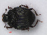  (Onthophilus striatus - RMNH.INS.535817)  @14 [ ] CreativeCommons - Attribution Non-Commercial Share-Alike (2012) Unspecified Naturalis, Biodiversity Centre