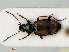  ( - RMNH.INS.535126)  @13 [ ] CreativeCommons - Attribution Non-Commercial Share-Alike (2012) Unspecified Naturalis, Biodiversity Centre