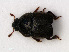  (Brachypterolus linariae - RMNH.INS.535180)  @13 [ ] CreativeCommons - Attribution Non-Commercial Share-Alike (2012) Unspecified Naturalis, Biodiversity Centre