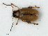  (Longitarsus reichei - RMNH.INS.535184)  @13 [ ] CreativeCommons - Attribution Non-Commercial Share-Alike (2012) Unspecified Naturalis, Biodiversity Centre