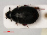  (Sphaeridium marginatum - RMNH.INS.535397)  @13 [ ] CreativeCommons - Attribution Non-Commercial Share-Alike (2012) Unspecified Naturalis, Biodiversity Centre