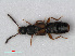  (Atheta xanthopus - RMNH.INS.535881)  @11 [ ] CreativeCommons - Attribution Non-Commercial Share-Alike (2012) Unspecified Naturalis, Biodiversity Centre