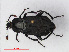  (Necrodes littoralis - RMNH.INS.535901)  @14 [ ] CreativeCommons - Attribution Non-Commercial Share-Alike (2012) Unspecified Naturalis, Biodiversity Centre