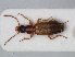  (Paradromius linearis - RMNH.INS.535975)  @13 [ ] CreativeCommons - Attribution Non-Commercial Share-Alike (2012) Unspecified Naturalis, Biodiversity Centre