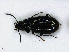  (Bembidion minimum - RMNH.INS.542363)  @13 [ ] CreativeCommons - Attribution Non-Commercial Share-Alike (2013) Unspecified Naturalis Biodiversity Center