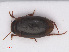  (Hydroporus melanarius - RMNH.INS.542597)  @14 [ ] CreativeCommons - Attribution Non-Commercial Share-Alike (2013) Unspecified Naturalis Biodiversity Center