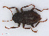  (Elmidae - RMNH.INS.542694)  @15 [ ] CreativeCommons - Attribution Non-Commercial Share-Alike (2013) Unspecified Naturalis Biodiversity Center