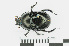  (Geotrupes stercorarius - RMNH.INS.542717)  @15 [ ] CreativeCommons - Attribution Non-Commercial Share-Alike (2013) Unspecified Naturalis Biodiversity Center