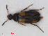  (Anaspis fasciata - RMNH.INS.536008)  @11 [ ] CreativeCommons - Attribution Non-Commercial Share-Alike (2012) Unspecified Naturalis, Biodiversity Centre