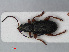  (Plateumaris rustica - RMNH.INS.536064)  @14 [ ] CreativeCommons - Attribution Non-Commercial Share-Alike (2012) Unspecified Naturalis, Biodiversity Centre