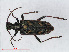  (Rhagium bifasciatum - RMNH.INS.536100)  @15 [ ] CreativeCommons - Attribution Non-Commercial Share-Alike (2012) Unspecified Naturalis, Biodiversity Centre