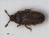  (Trixagus dermestoides - RMNH.INS.536132)  @15 [ ] CreativeCommons - Attribution Non-Commercial Share-Alike (2012) Unspecified Naturalis, Biodiversity Centre