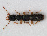  (Astenus immaculatus - RMNH.INS.536133)  @13 [ ] CreativeCommons - Attribution Non-Commercial Share-Alike (2012) Unspecified Naturalis, Biodiversity Centre