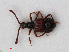  (Tyrus - RMNH.INS.536159)  @14 [ ] CreativeCommons - Attribution Non-Commercial Share-Alike (2012) Unspecified Naturalis, Biodiversity Centre