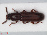  (Hypophlaeini - RMNH.INS.536162)  @14 [ ] CreativeCommons - Attribution Non-Commercial Share-Alike (2012) Unspecified Naturalis, Biodiversity Centre