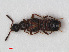  (Bolitochara obliqua - RMNH.INS.536175)  @14 [ ] CreativeCommons - Attribution Non-Commercial Share-Alike (2012) Unspecified Naturalis, Biodiversity Centre