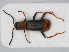  (Cerapheles terminatus - RMNH.INS.536194)  @14 [ ] CreativeCommons - Attribution Non-Commercial Share-Alike (2012) Unspecified Naturalis, Biodiversity Centre