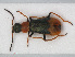  ( - RMNH.INS.536195)  @13 [ ] CreativeCommons - Attribution Non-Commercial Share-Alike (2012) Unspecified Naturalis, Biodiversity Centre