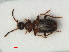  (Omonadus formicarius - RMNH.INS.536259)  @15 [ ] CreativeCommons - Attribution Non-Commercial Share-Alike (2012) Unspecified Naturalis, Biodiversity Centre