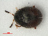  (Aspidiphorus orbiculatus - RMNH.INS.536275)  @13 [ ] CreativeCommons - Attribution Non-Commercial Share-Alike (2012) Unspecified Naturalis, Biodiversity Centre