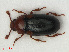 (Dacne bipustulata - RMNH.INS.536279)  @15 [ ] CreativeCommons - Attribution Non-Commercial Share-Alike (2012) Unspecified Naturalis, Biodiversity Centre