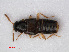  (Gyrophaena manca - RMNH.INS.536285)  @14 [ ] CreativeCommons - Attribution Non-Commercial Share-Alike (2012) Unspecified Naturalis, Biodiversity Centre