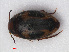  (Graptodytes - RMNH.INS.536312)  @14 [ ] CreativeCommons - Attribution Non-Commercial Share-Alike (2012) Unspecified Naturalis, Biodiversity Centre