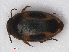  (Graptodytes pictus - RMNH.INS.536314)  @14 [ ] CreativeCommons - Attribution Non-Commercial Share-Alike (2012) Unspecified Naturalis, Biodiversity Centre