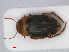  (Nebrioporus elegans - RMNH.INS.536317)  @13 [ ] CreativeCommons - Attribution Non-Commercial Share-Alike (2012) Unspecified Naturalis, Biodiversity Centre