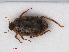  (Haliplus lineatocollis - RMNH.INS.536322)  @14 [ ] CreativeCommons - Attribution Non-Commercial Share-Alike (2012) Unspecified Naturalis, Biodiversity Centre