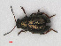  (Chaetocnema arida - RMNH.INS.536342)  @13 [ ] CreativeCommons - Attribution Non-Commercial Share-Alike (2012) Unspecified Naturalis, Biodiversity Centre