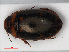  (Platambus maculatus - RMNH.INS.536343)  @14 [ ] CreativeCommons - Attribution Non-Commercial Share-Alike (2012) Unspecified Naturalis, Biodiversity Centre