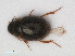  (Laccobius bipunctatus - RMNH.INS.536346)  @14 [ ] CreativeCommons - Attribution Non-Commercial Share-Alike (2012) Unspecified Naturalis, Biodiversity Centre